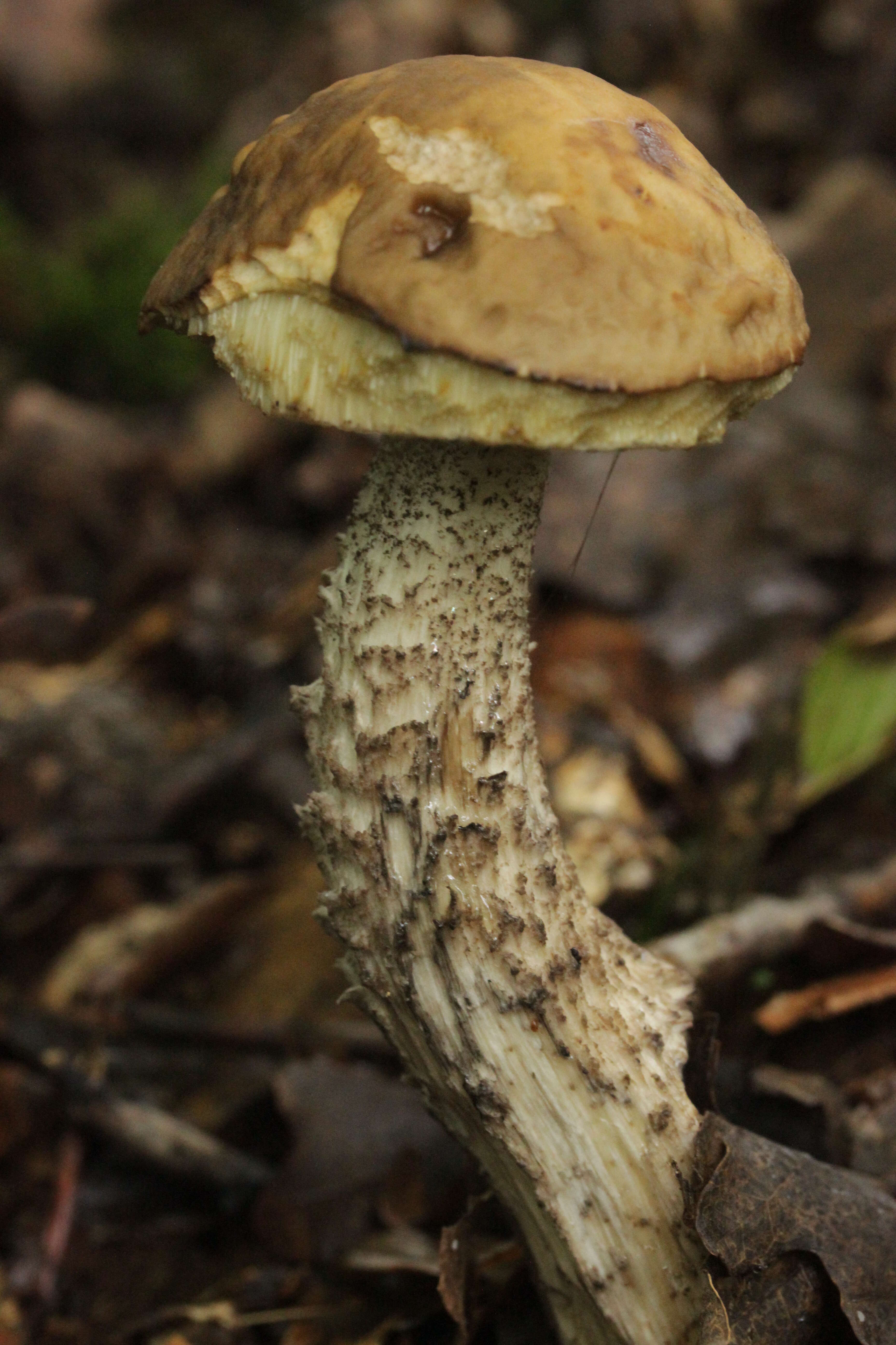 Image of Leccinellum griseum (Quél.) Bresinsky & Manfr. Binder 2003