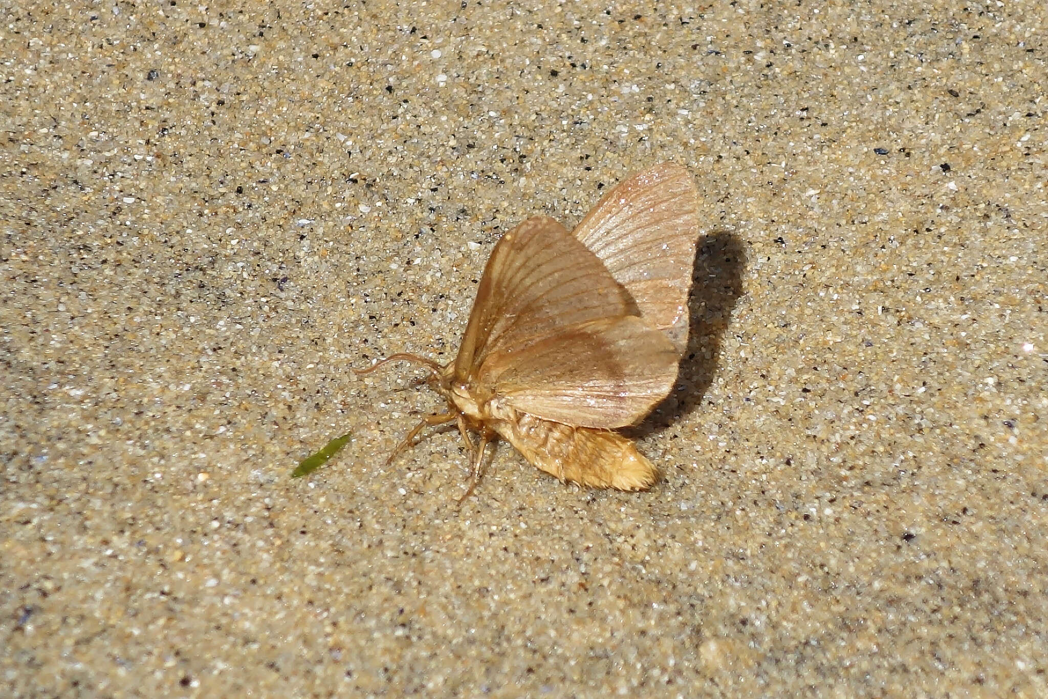 Image of oak eggar