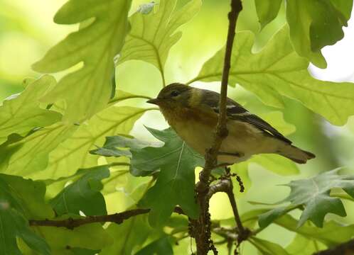 Imagem de Setophaga castanea (Wilson & A 1810)