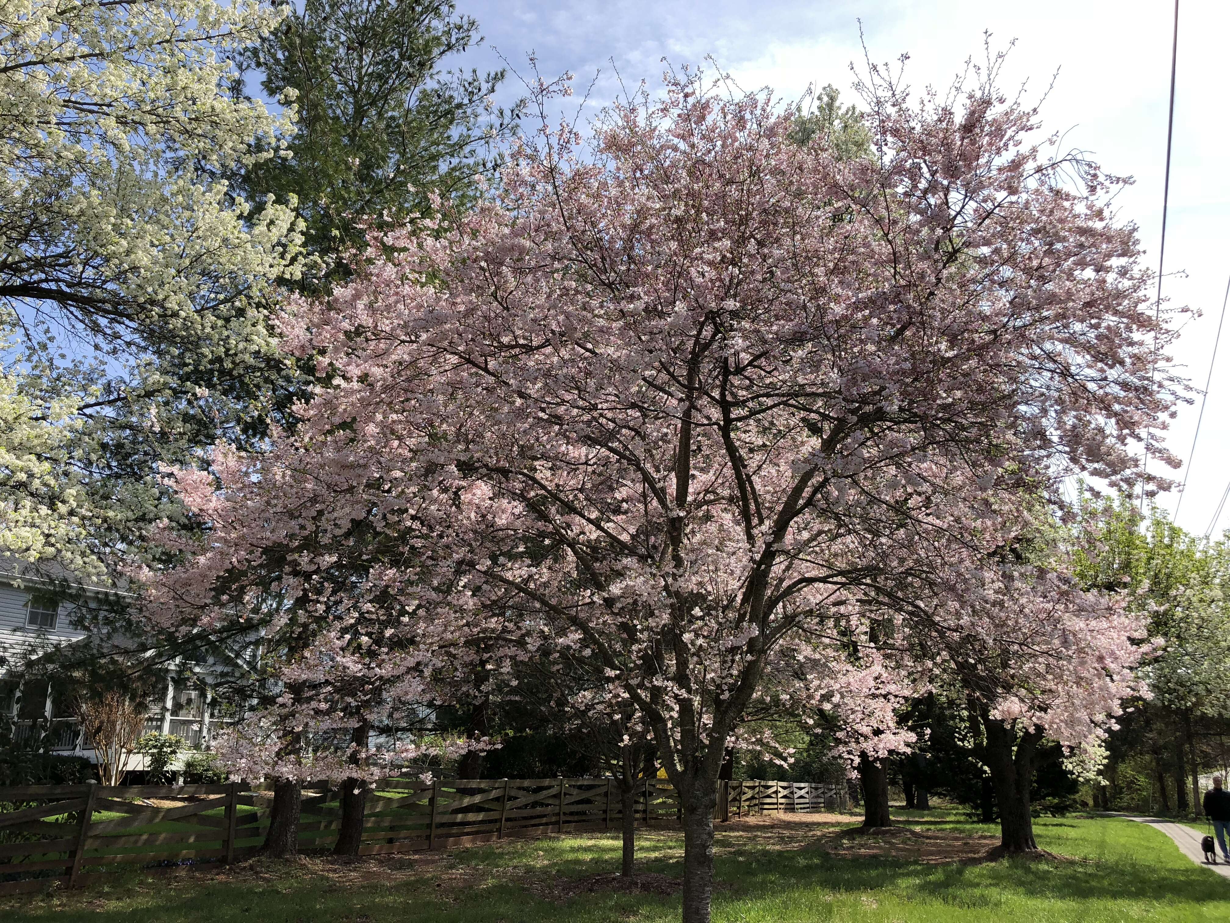 Plancia ëd Prunus subhirtella Miq.