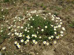 Image of corn chamomile