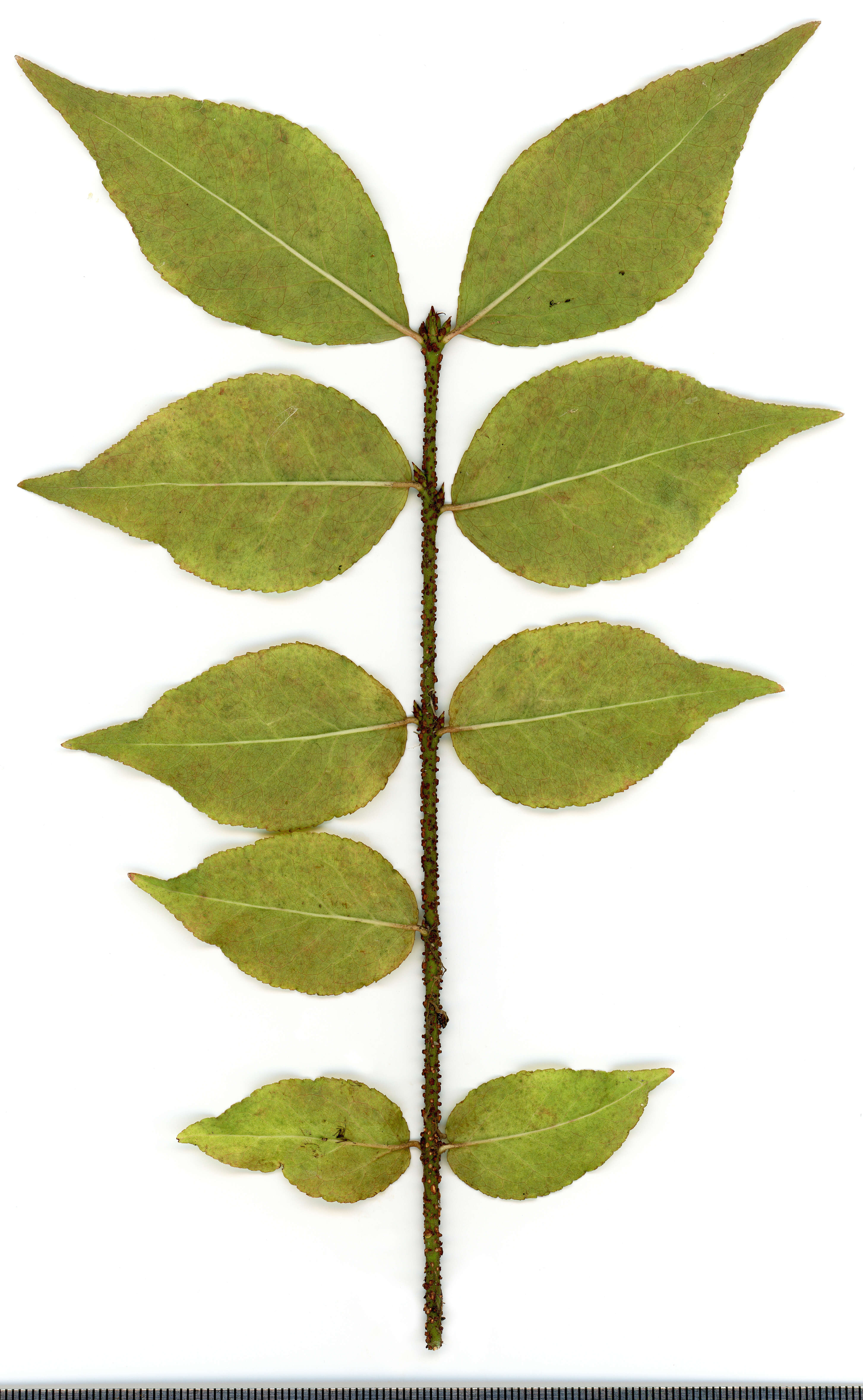 Image of Euonymus verrucosus Scop.