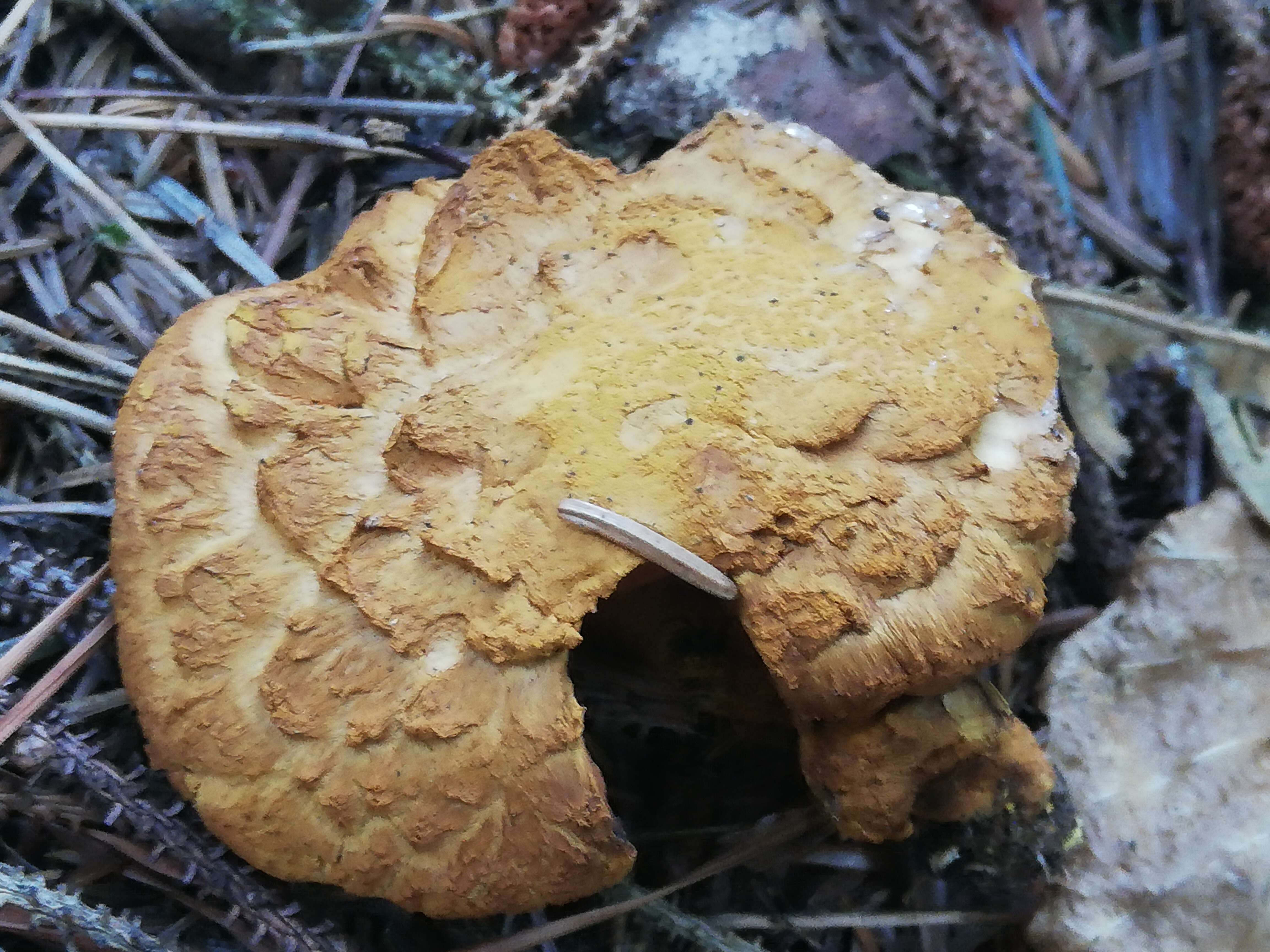 Image of Buchwaldoboletus lignicola (Kallenb.) Pilát 1969