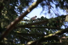 Image of kestrel, common kestrel