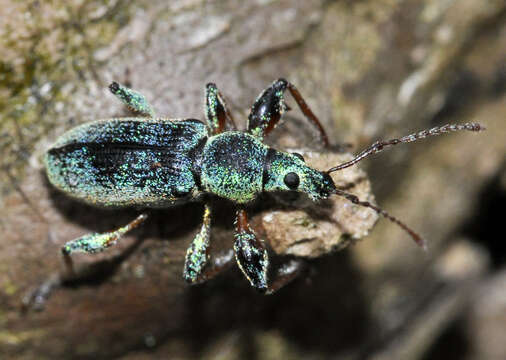 Image of Phyllobius (Phyllobius) arborator (Herbst 1797)