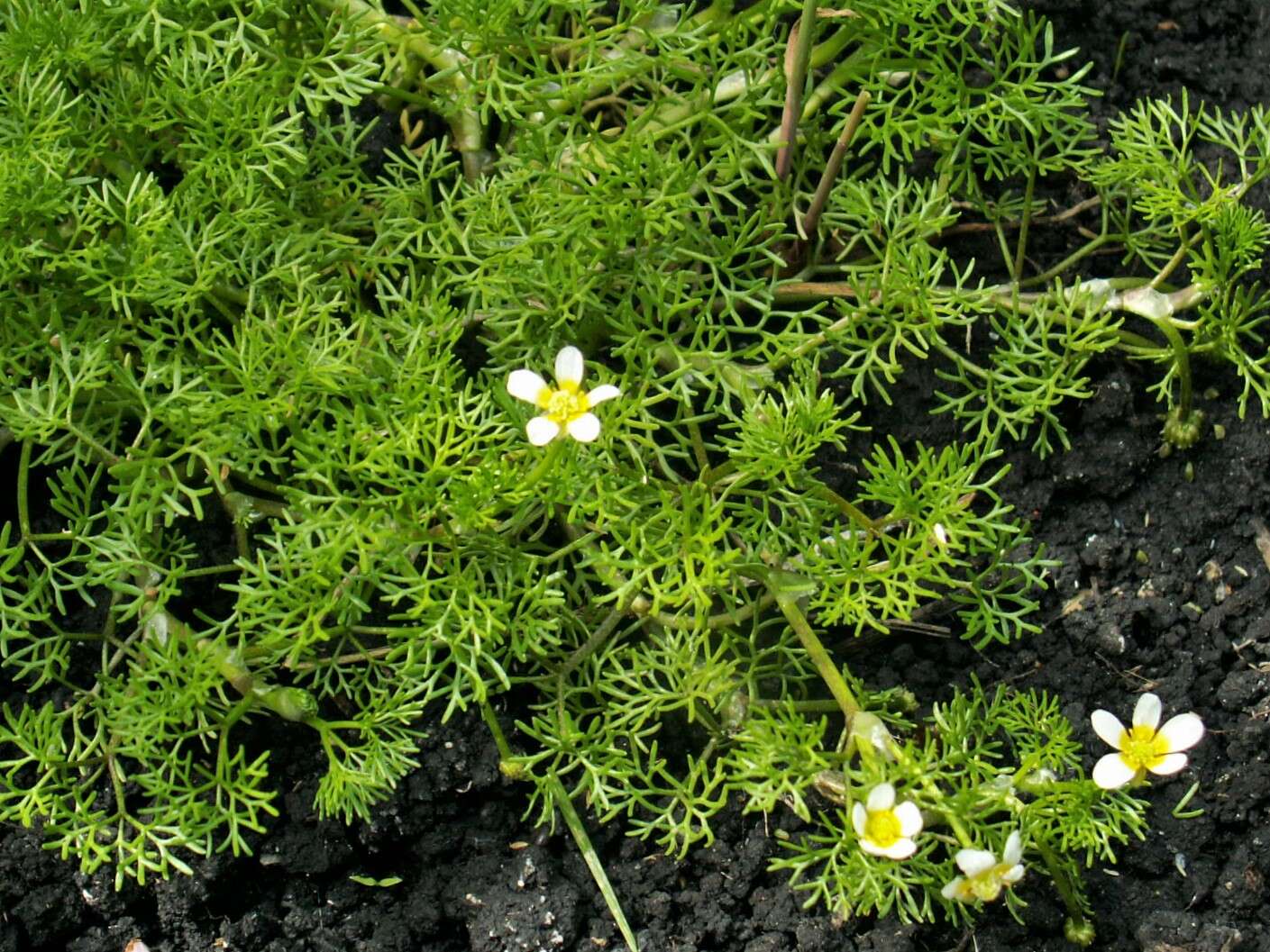 Слика од Ranunculus trichophyllus Chaix