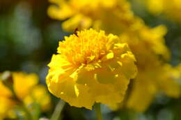 Image of French marigold