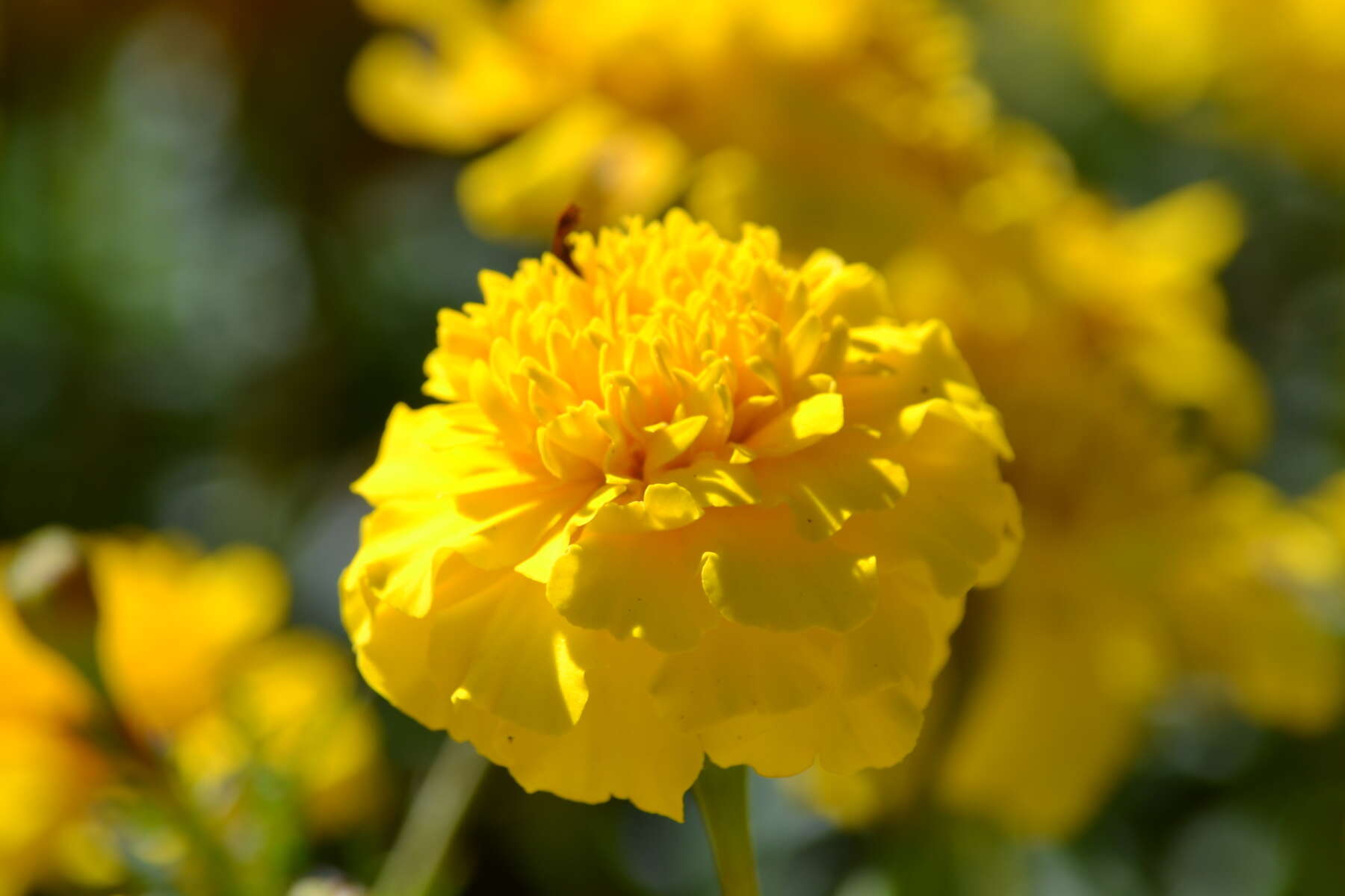 Image of French marigold