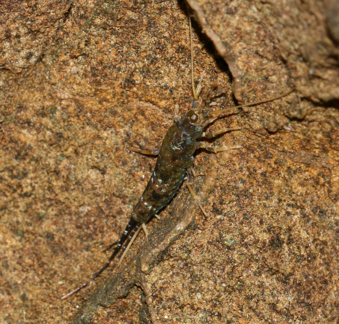 Image of Petrobius brevistylis Carpenter 1913