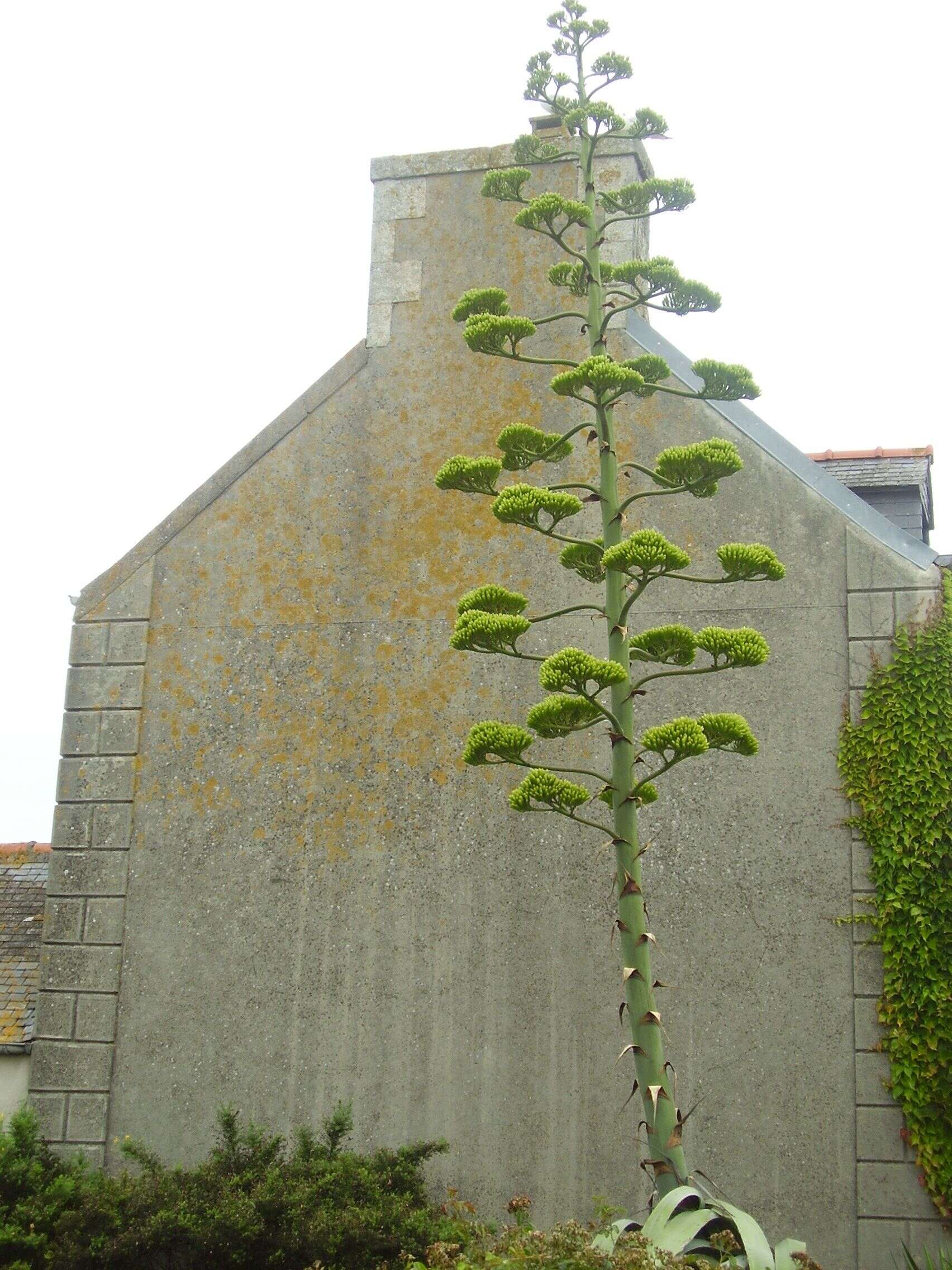 Image of American Aloe