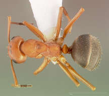 Image of Formica densiventris Viereck 1903