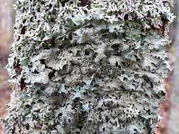 Image of Hammered shield lichen