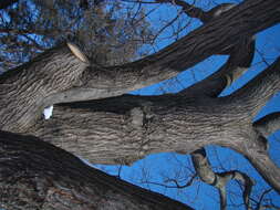 Image of Northern Red Oak