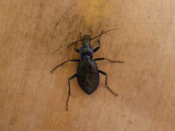 Image of Blue Ground Beetle