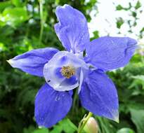 Image of Alpine Columbine