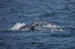 Image of gray whales