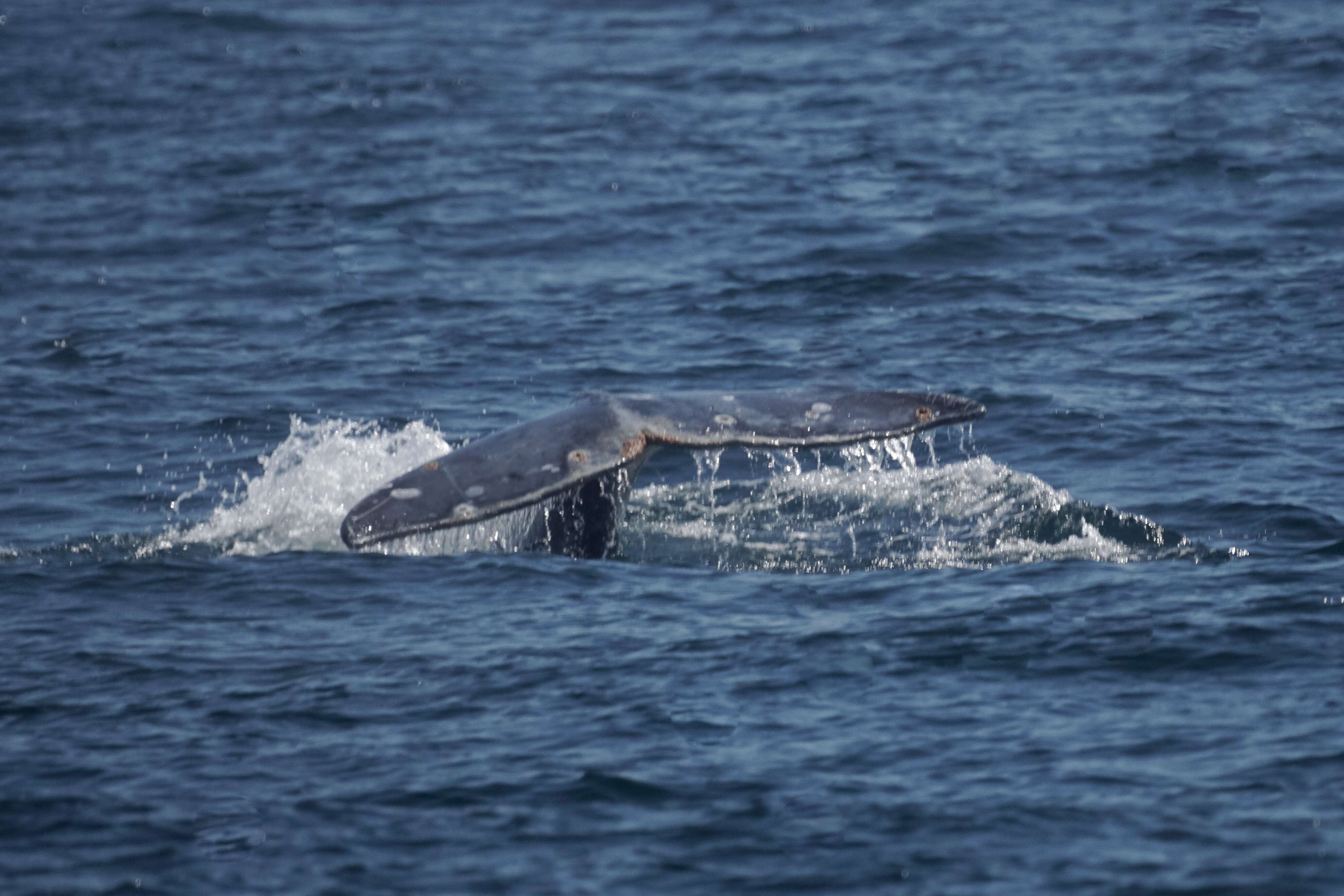 Image of gray whales