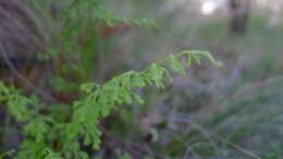 Слика од Lindsaea microphylla Sw.