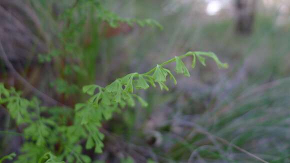 Image of Lindsaea microphylla Sw.