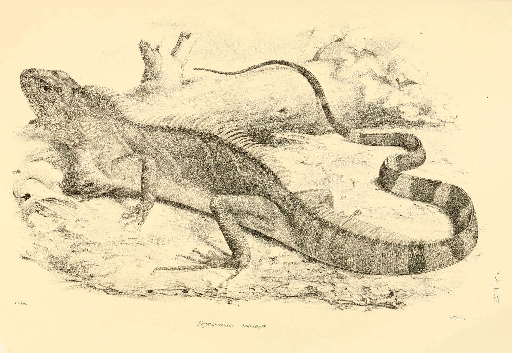 Physignathus resmi