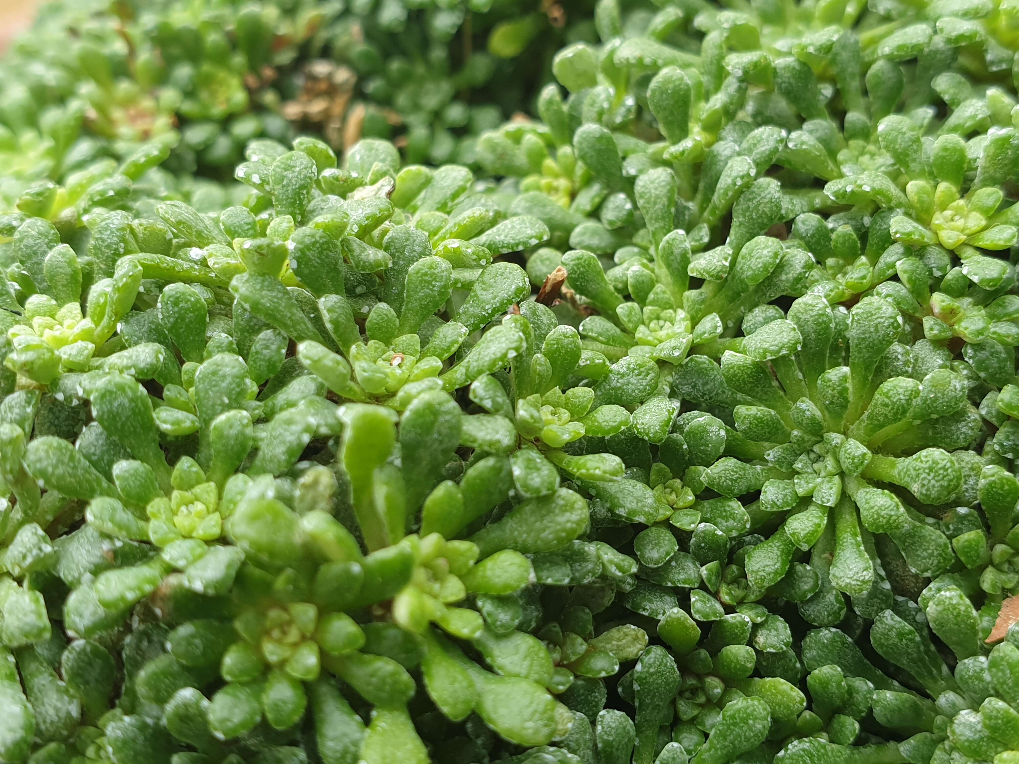 Image of Saxifraga cochlearis Rchb.