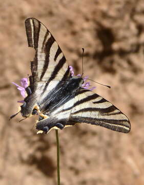 Image of Iphiclides