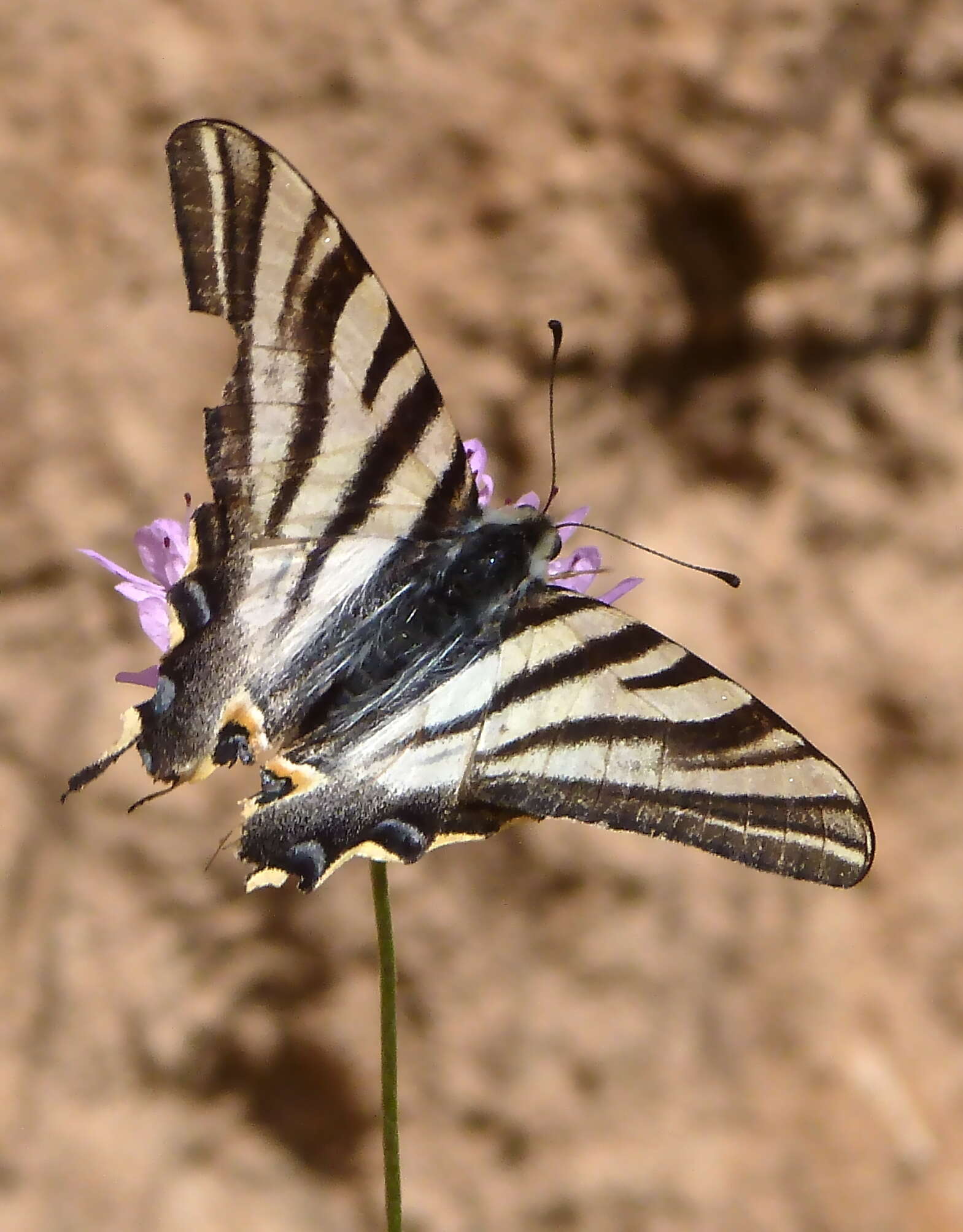 Imagem de Iphiclides