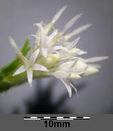 Image of Petasites albus (L.) Gaertn.