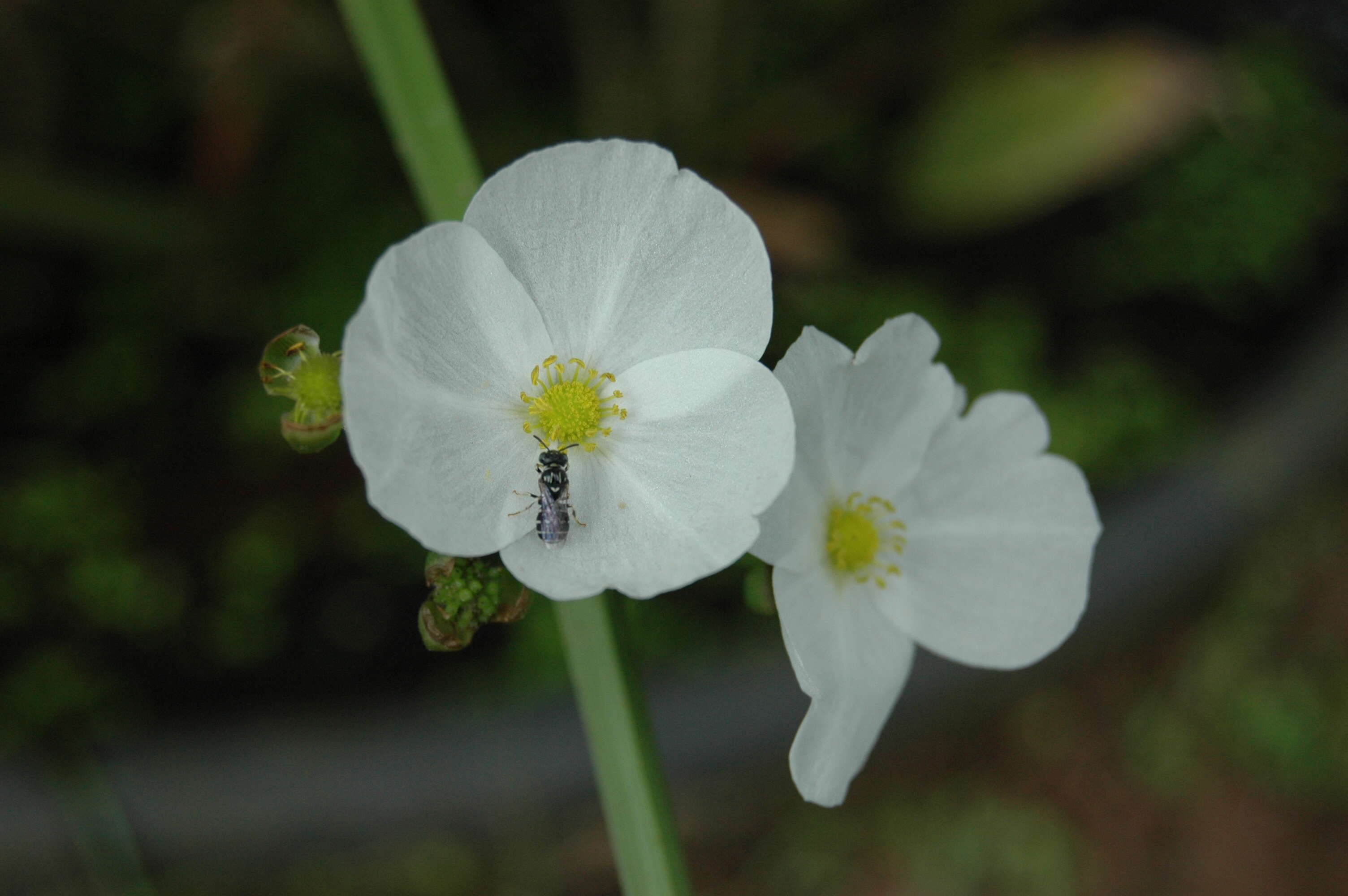 Image of Sagittaria