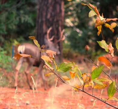 Plancia ëd Odocoileus hemionus californicus (Caton 1876)