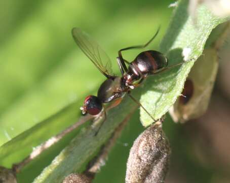 Nemopoda nitidula (Fallen 1820)的圖片