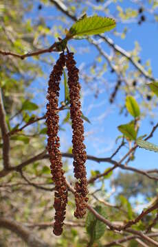 Imagem de Alnus orientalis Decne.