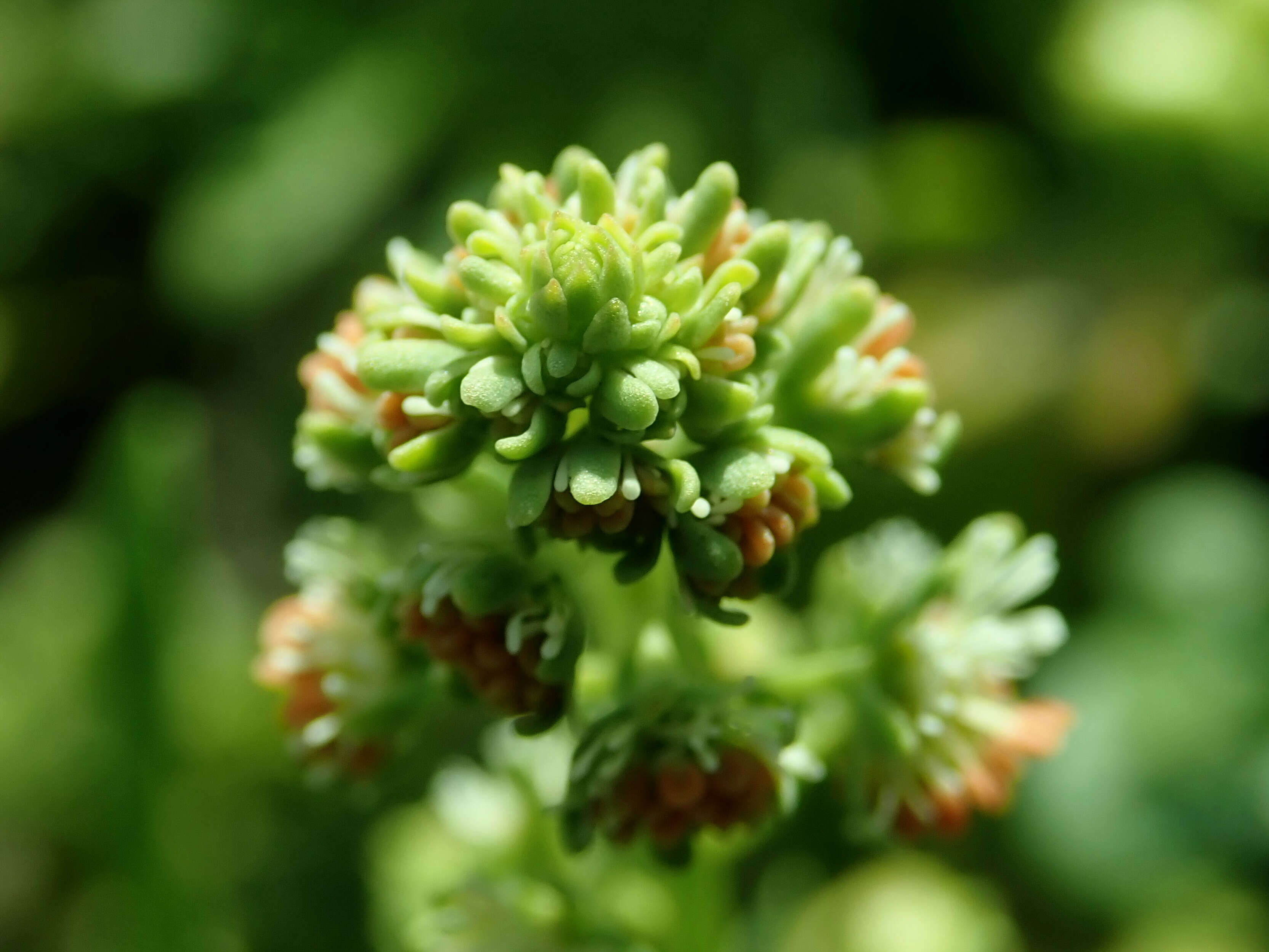 Image of garden mignonette