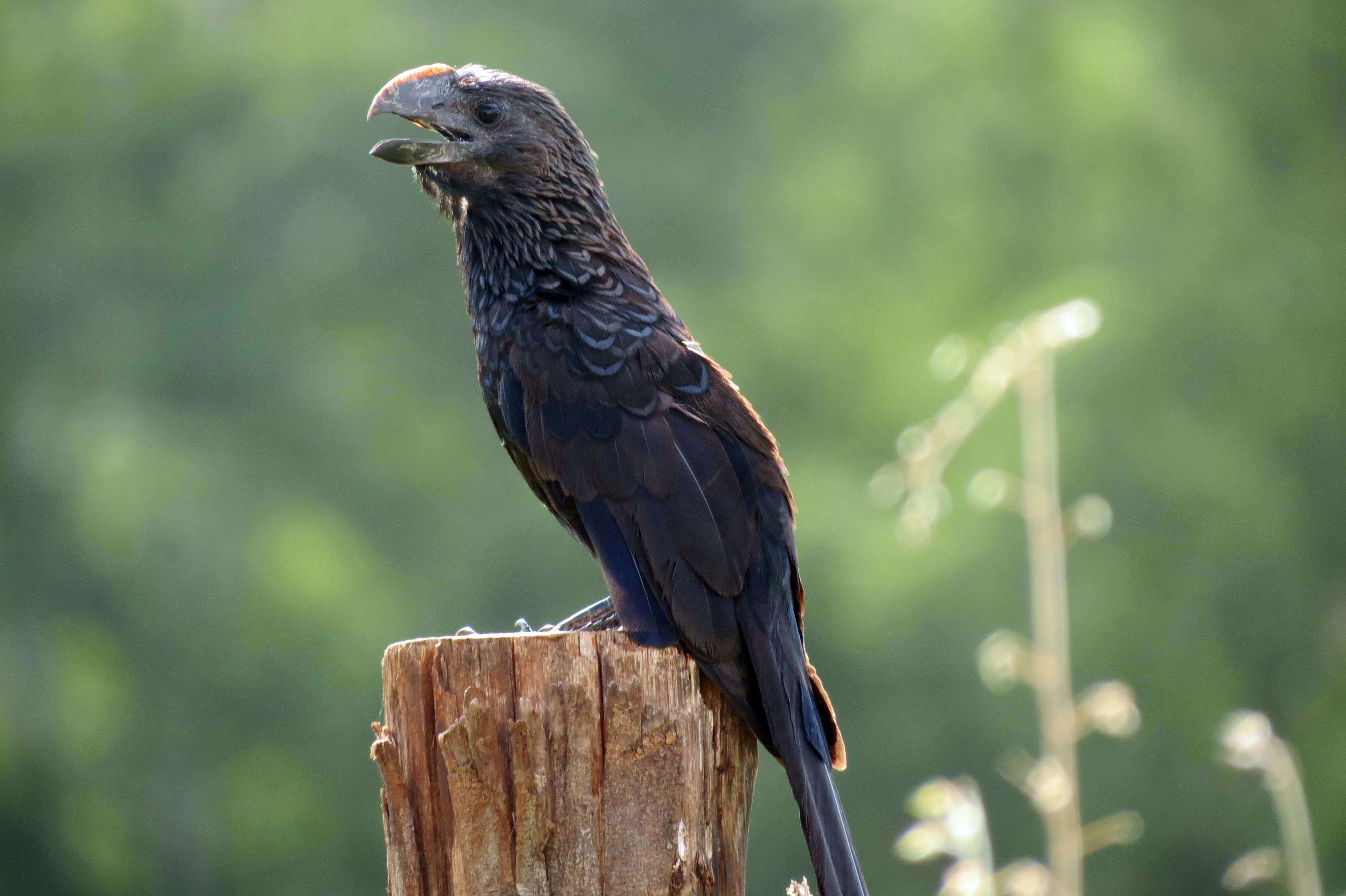 Plancia ëd Crotophaga Linnaeus 1758