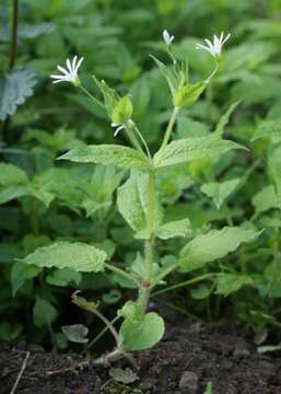 Image of wood stitchwort