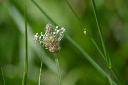 Image of Ribwort Plantain