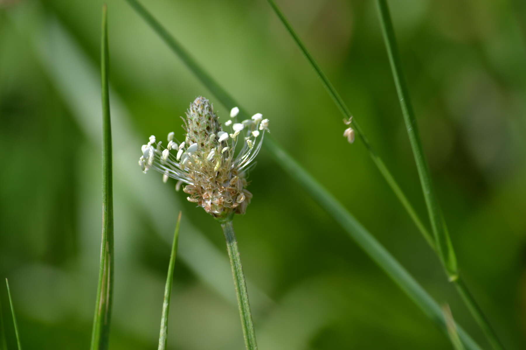 Image of Ribwort Plantain