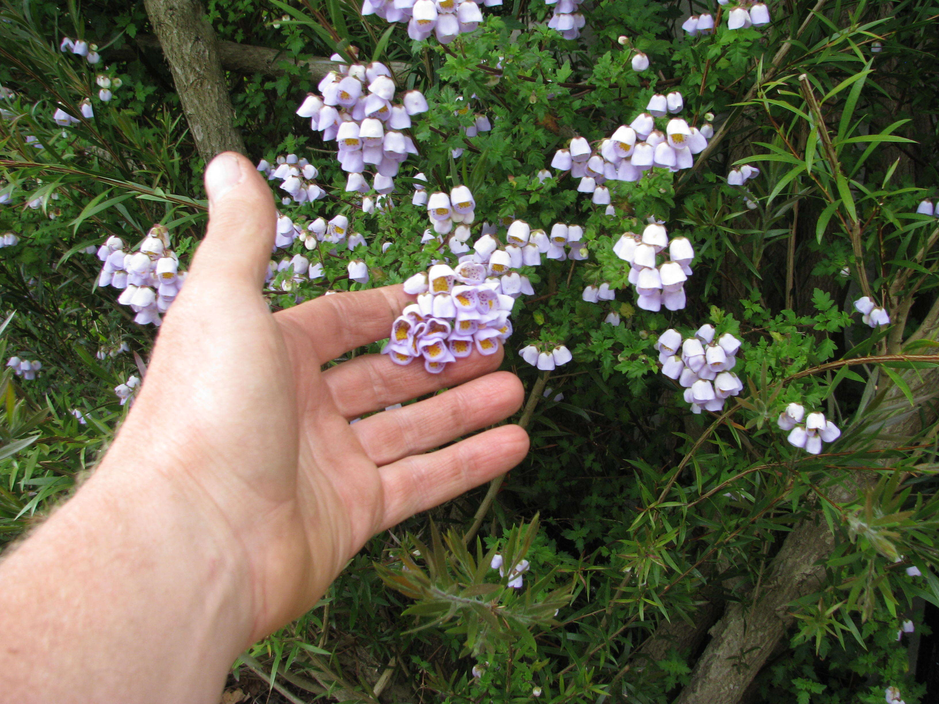 Image of Jovellana violacea (Cav.) G. Don