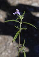 Image of Red hemp-nettle