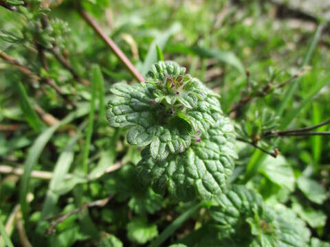 Image of common henbit