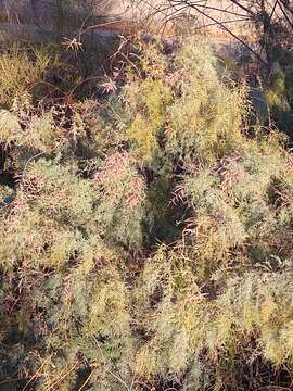 Image of saltcedar