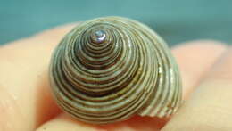 Image of Blue Top Snail