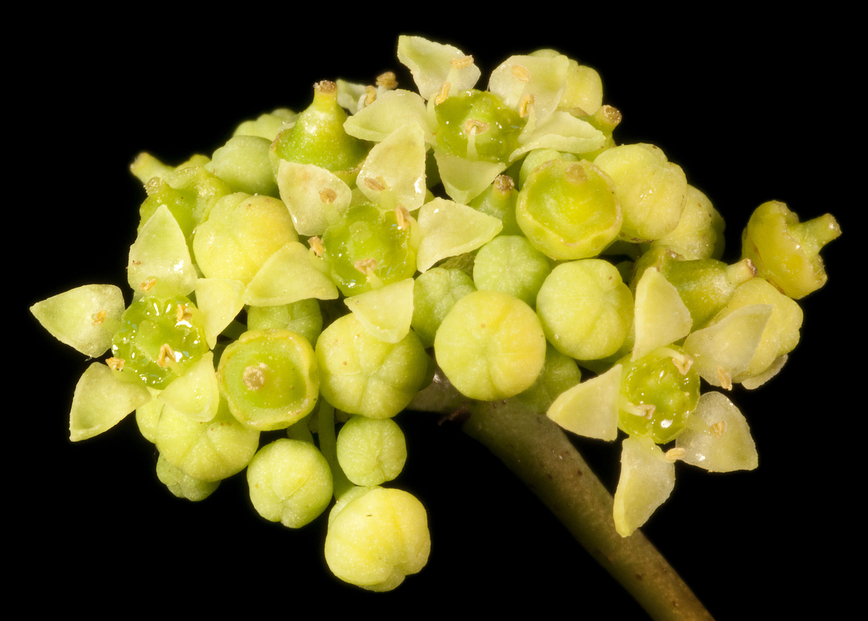 Image of Clematicissus angustissima (F. Müll.) Planchon