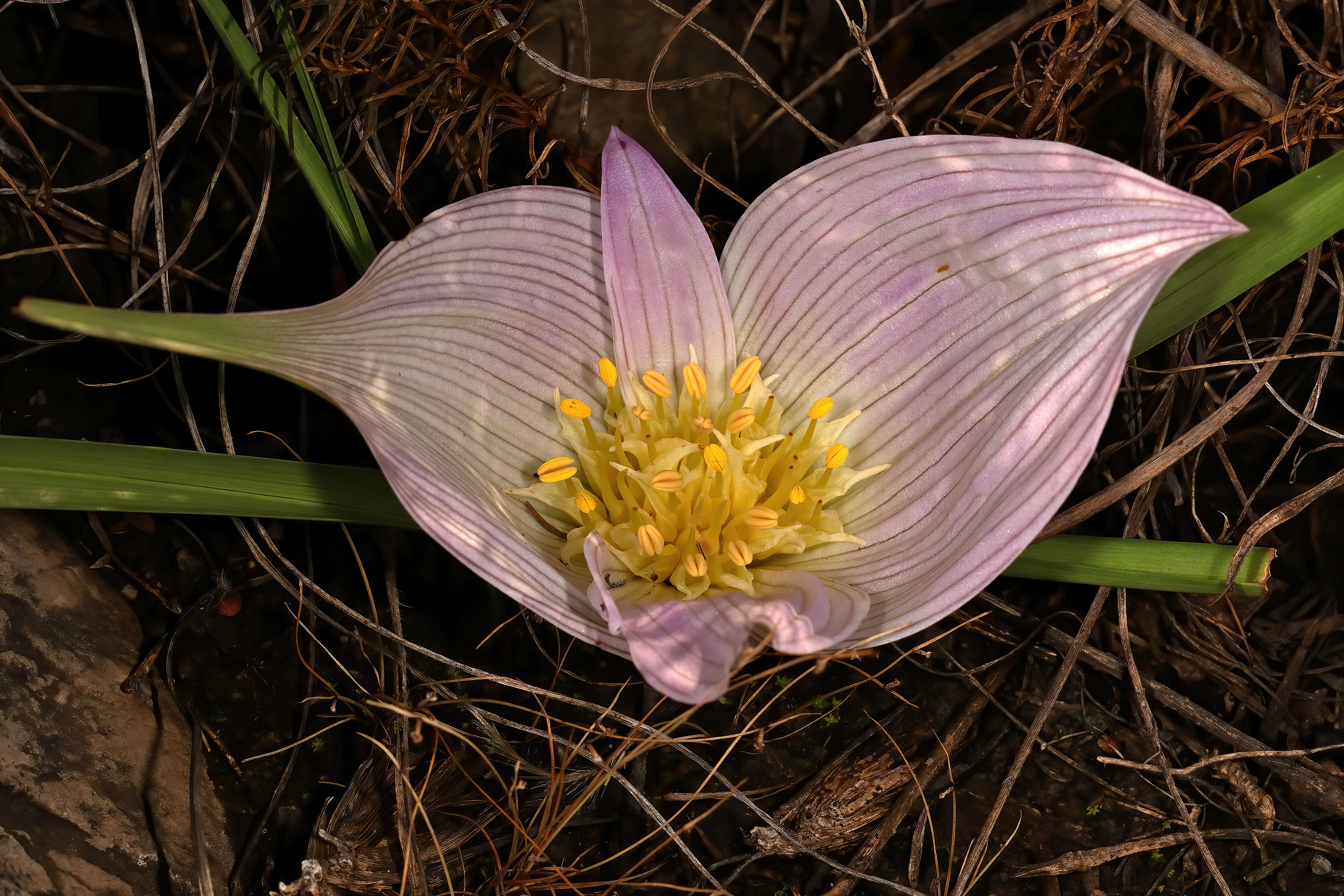 Image of Androcymbium melanthioides Willd.