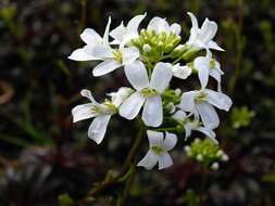 Image of Arabis ferdinandi-coburgii Kellerer & Sünd.