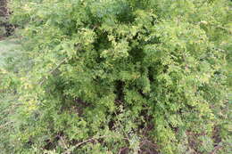 Image of Potato bush