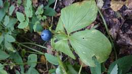 Image of herb Paris