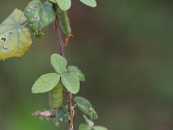 Image of showy pigeonpea