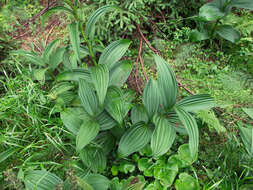 Imagem de Veratrum lobelianum Bernh.