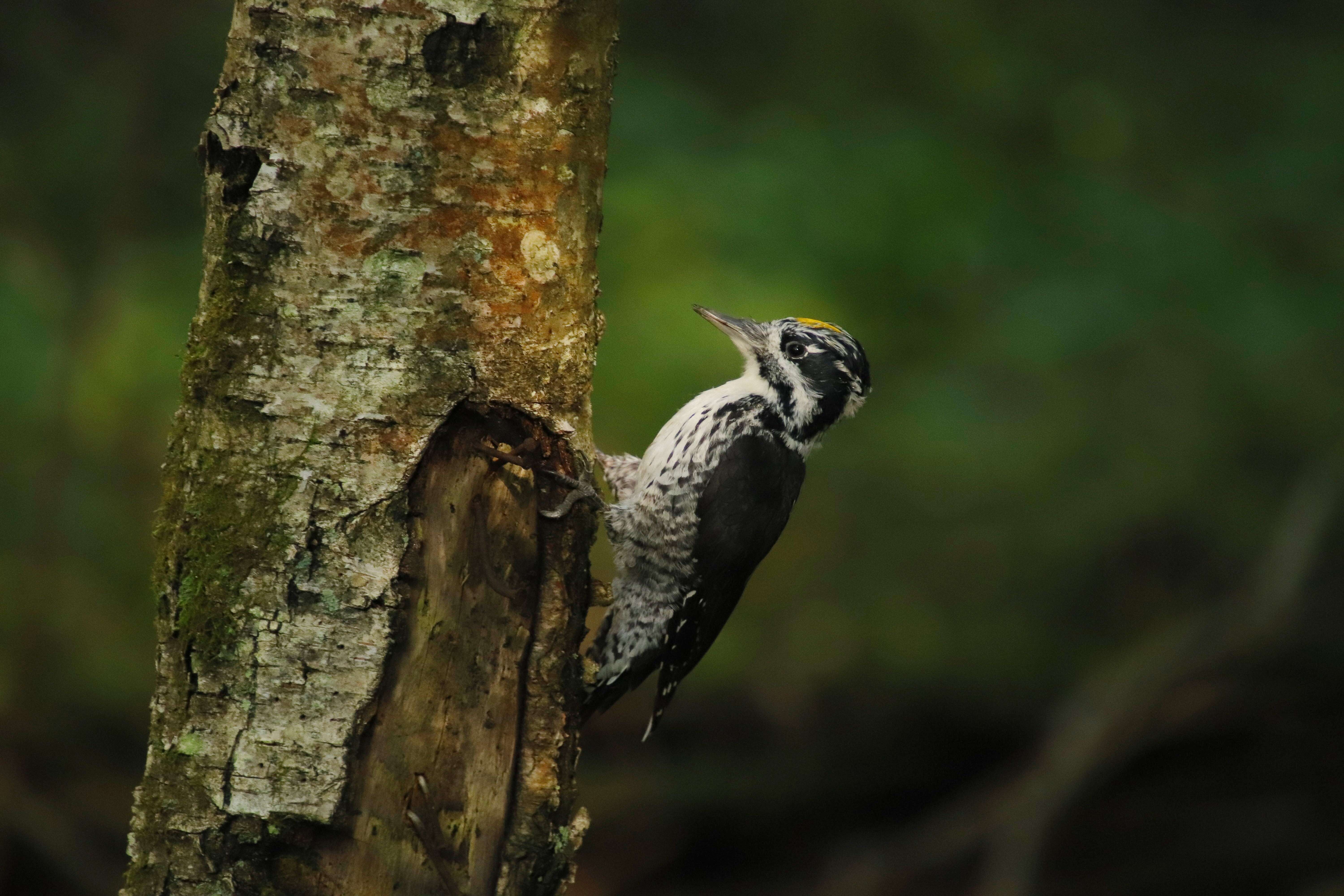 Image of Eurasian Three-toed Woodpecker